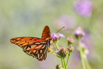 Fototapeta na wymiar Gulf Fritillary Butterfly close up 
