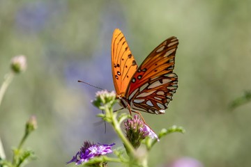 Gulf Fritillary Butterfly close up 