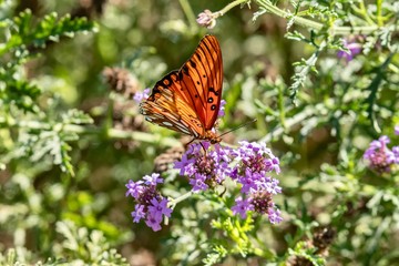 Obraz premium Gulf Fritillary Butterfly close up 