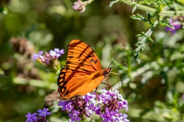 Gulf Fritillary Butterfly close up 
