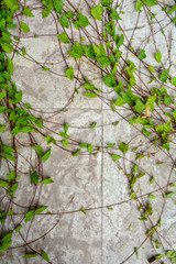 The texture of white nature stone marble floor or wall with some plants of ivy
