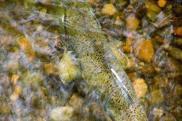 Sockeye and King Salmon come to spawn in Cottage Creek Washington every fall.