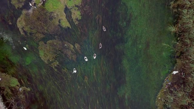 Aerial top view of gooses swimming at the river - Drone is flying down