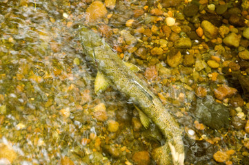 Sockeye and King Salmon come to spawn in Cottage Creek Washington every fall.