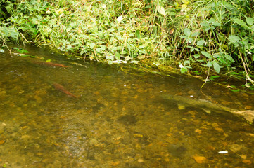 Sockeye and King Salmon come to spawn in Cottage Creek Washington every fall.
