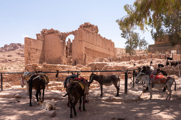 Donkeys in a shadow area of the site of Petra