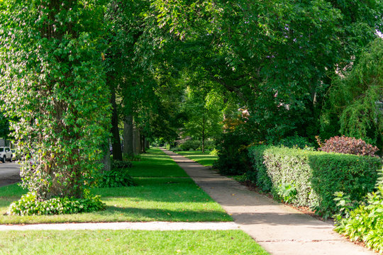 Residential Shaded Sidewalk with Green Trees in Evanston Illinois