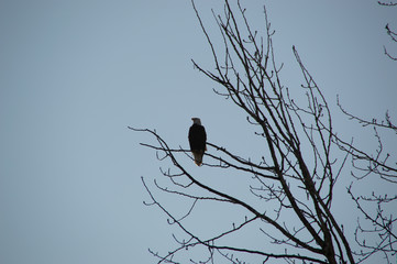 Tree Eagle