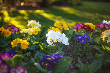 Colorful white, purple, yellow, red, pink flowers planted in garden