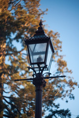 Fototapeta na wymiar Old, historic Ballarat street lamp
