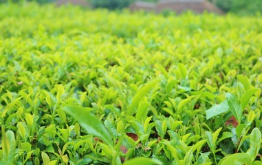 お茶　夏　風景　茨城