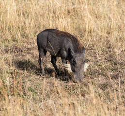 Warthog
