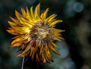 Close up of a paper daisy like flower