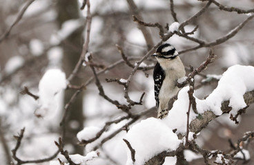 woodpecker on branck with snow