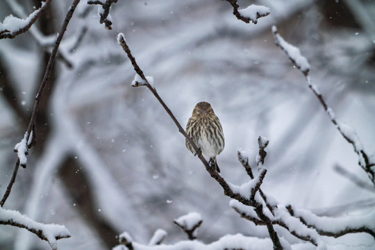 Bird  on branck with snow