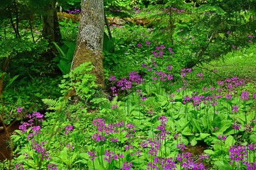 遊歩道から見るクリンソウ群生地の情景＠ノンノの森、北海道