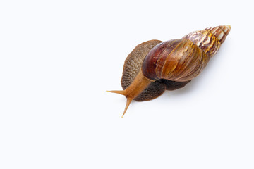 Snail isolated on white background.