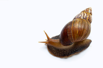 Snail isolated on white background.