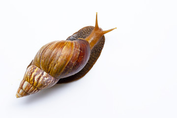 Snail isolated on white background.