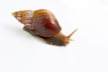 Snail isolated on white background.