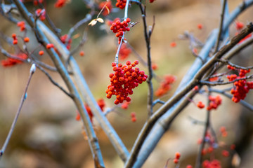 branch of tree with red berries