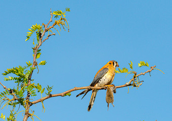 Male American Kestrel feasts on furry prey while sitting on a branch