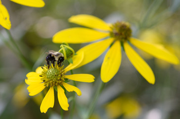 Bee on Yellow Flower