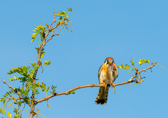 Male American Kestrel feasts on furry prey while sitting on a branch