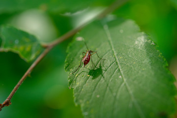 Bug on Leaf