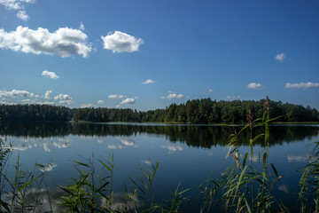 Green trees by the lake on a sunny day, with clouds on the sky