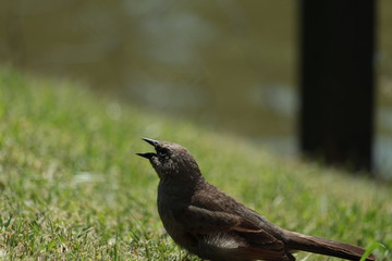 Buenos Aires, Argentina