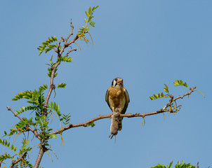 Male American Kestrel feasts on furry prey while sitting on a branch