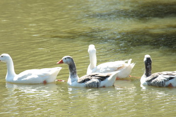 Buenos Aires, Argentina