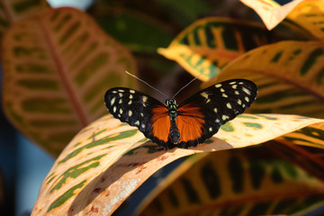 Fototapeta na wymiar Hecale longwing butterfly