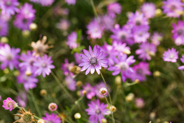 Xeranthemum annuum is a flowering plant species also known as annual everlasting or immortelle.