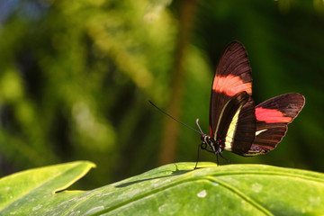 Obraz premium Postman butterfly