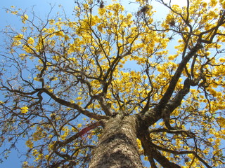 Fototapeta na wymiar Handroanthus albus, the Golden Trumpet Tree, is a tree with yellow flowers native to Argentina, Paraguay, Bolivia and the Cerrado (tropical savannas) of Brazil,