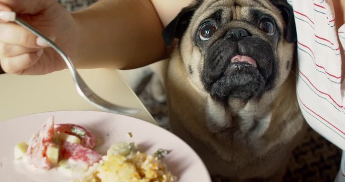 Funny hungry pug dog looking pitifully on the table, at the plate of food while owner is eating. Plaintively, asking. Begging for food. Dog act like he's starving all the time