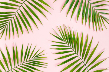 Texture tropical green palm leaves on pink background. Flat lay, top view