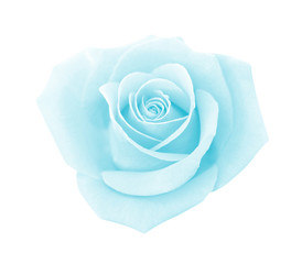 Blue rose isolated on white background, clipping path and - soft focus.