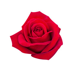 Red rose isolated on white background, clipping path and - soft focus