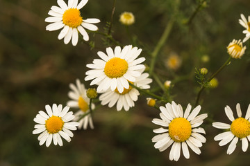 Tripleurospermum inodorum, wild chamomile, mayweed, false chamomile, and Baldr's brow, is the type species of Tripleurospermum.