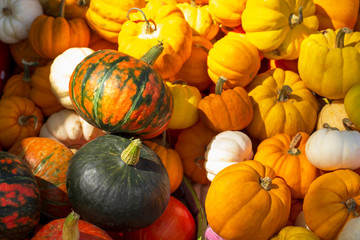 Many orange pumpkins for thanksgiving day