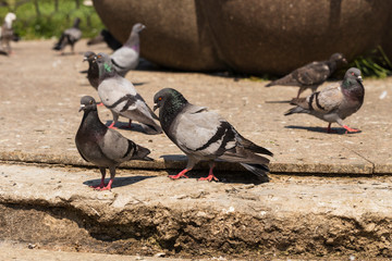 Rock dove, or common pigeon, is a member of the bird Columbidae. Animal life in the metropolis. Male pigeon courting female pigeon.