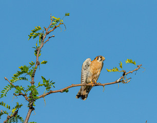 Male American Kestrel poses on a branch high n a tree.