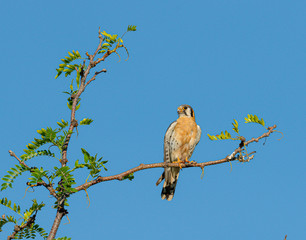 Male American Kestrel poses on a branch high n a tree.
