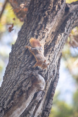  life of squirrels in the forest