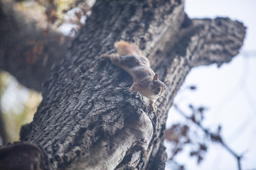  life of squirrels in the forest