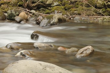 Smoky Mountain Stream Side