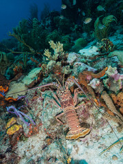 underwater  Caribbean Spiny lobster (Panulirus argus) inhabits tropical and subtropical waters of...